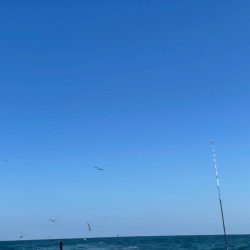 大原沖、イワシ泳がせ