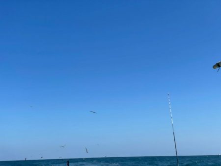 大原沖、イワシ泳がせ