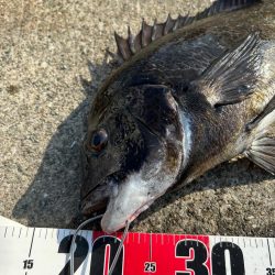 乗っ込みヘチ釣り