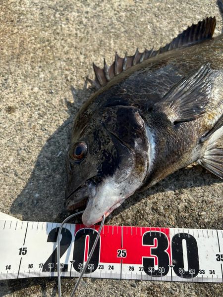 乗っ込みヘチ釣り