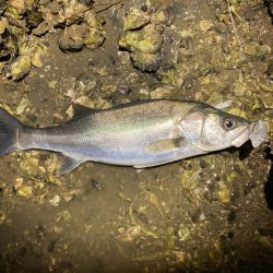 シーバスフィッシング