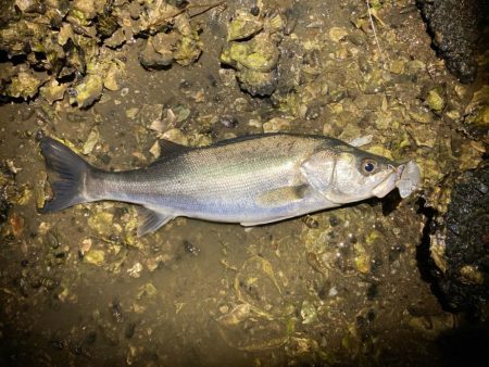 シーバスフィッシング