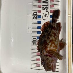 カサゴマンションかタワー