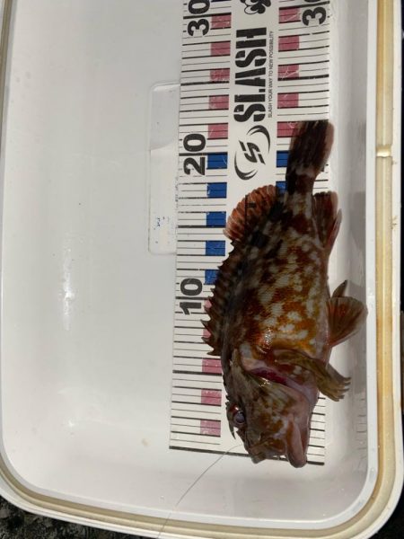 カサゴマンションかタワー