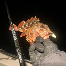 ボートメバリング！