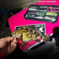 バチ抜け調査便 in 岸和田一文字