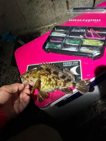 バチ抜け調査便 in 岸和田一文字