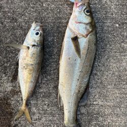 アジ、セイゴ渋いです