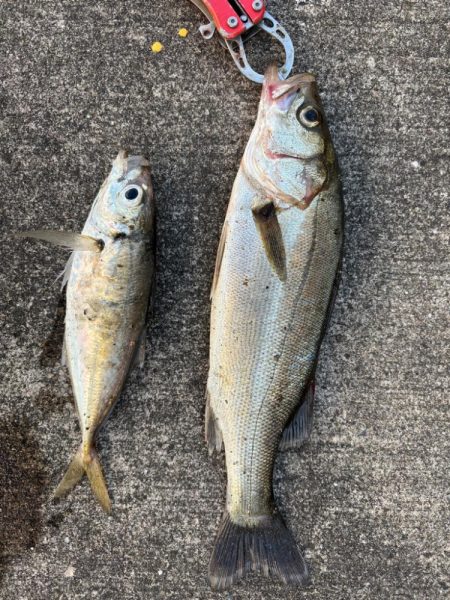 アジ、セイゴ渋いです