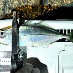 プチ遠征で、やっとアジ来た〜！