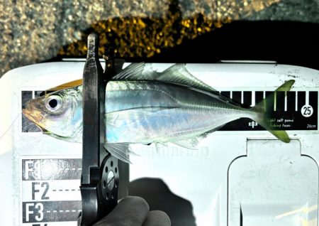 プチ遠征で、やっとアジ来た〜！