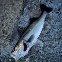 バチ抜け調査便 in 岸和田一文字2回目