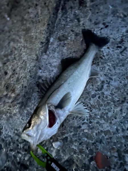 バチ抜け調査便 in 岸和田一文字2回目