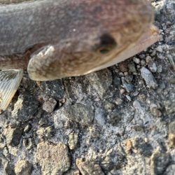 今シーズン初ショアジギング！