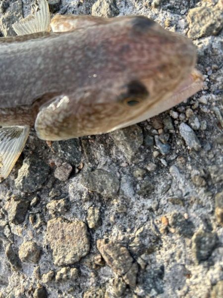 今シーズン初ショアジギング！