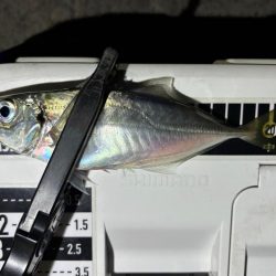 おるのはおるけど〜ポツポツ!