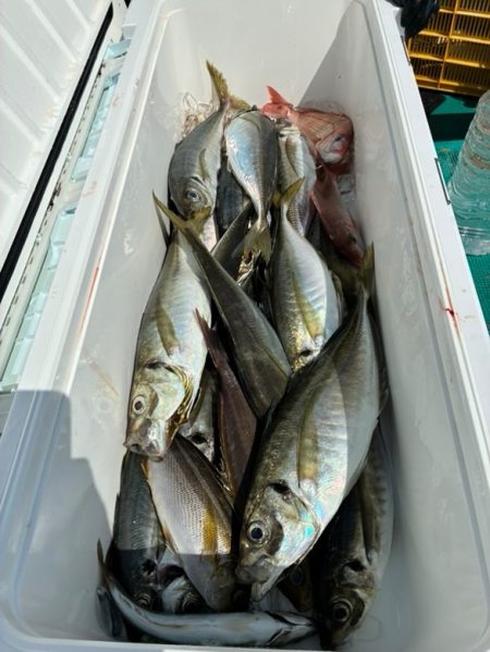 ジャンボ真鯵狩り