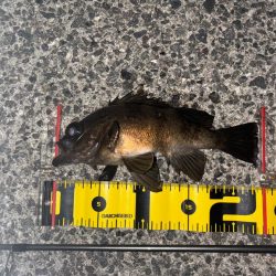 久々にメバルに会えました