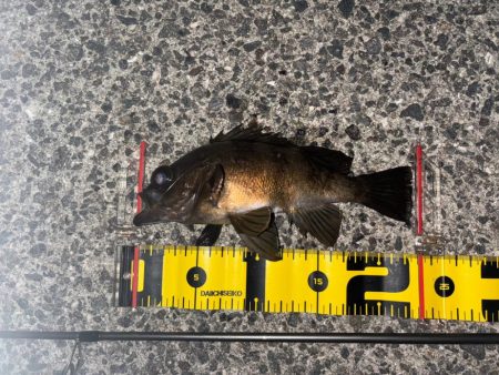 久々にメバルに会えました