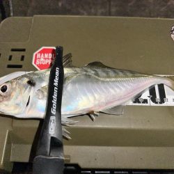 久しぶりのアジング