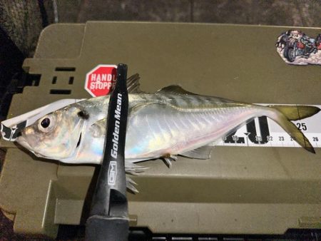 久しぶりのアジング