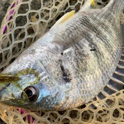 夕マズメなのに渋い