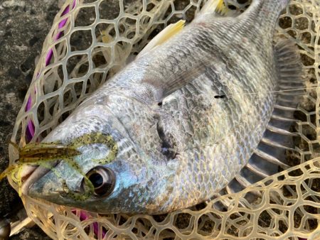 夕マズメなのに渋い