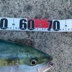 2年ぶりの70センチ台