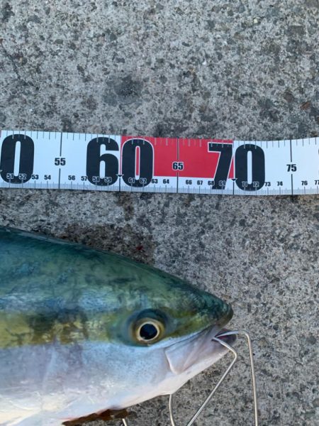 2年ぶりの70センチ台