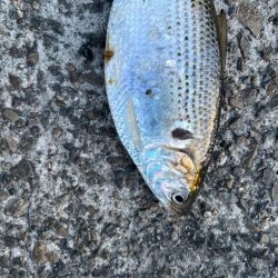 今日は活性が高かったです。