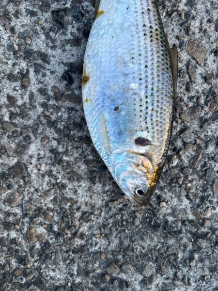 今日は活性が高かったです。