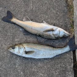 エビ撒き好調です