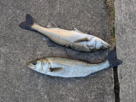 エビ撒き好調です