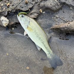 スポーン突入💦