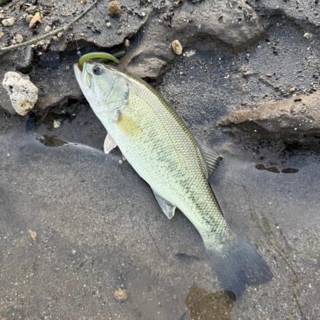 スポーン突入💦