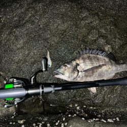 ハクに着いたチヌ！