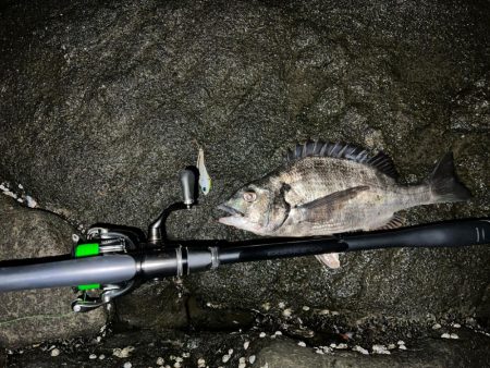 ハクに着いたチヌ！