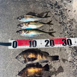 アジ、メバル釣り