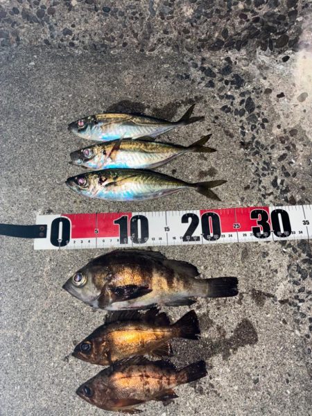 アジ、メバル釣り
