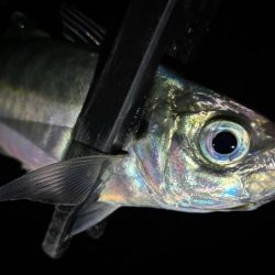 数はまだまだやな〜！