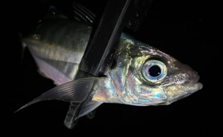 数はまだまだやな〜！