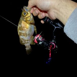 ライトゲーム五目　in養老