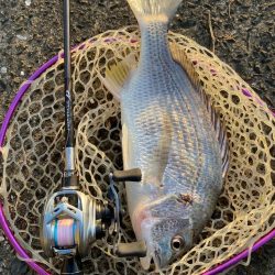 キビレ見つけた！