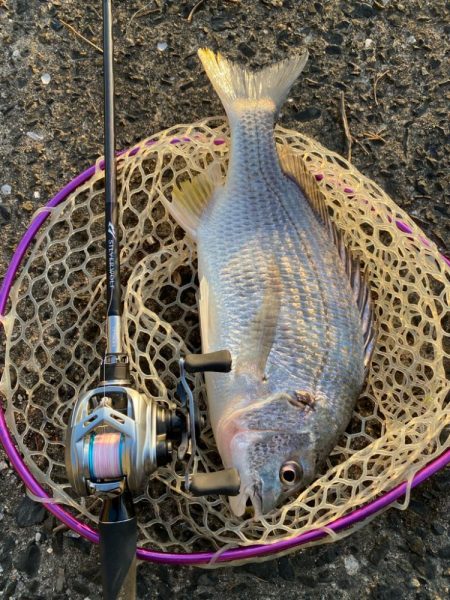 キビレ見つけた！