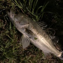 紀ノ川のシーバス釣り