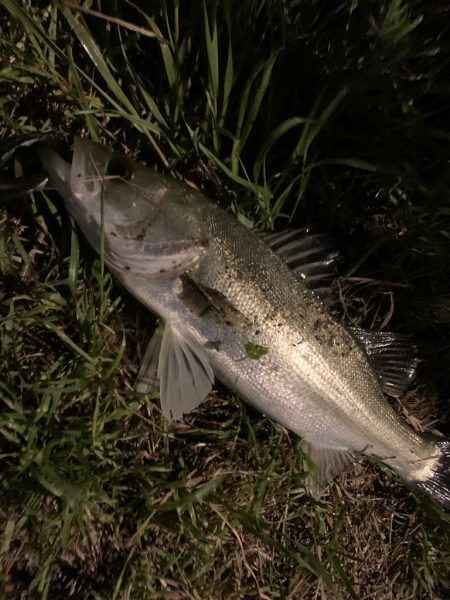 紀ノ川のシーバス釣り