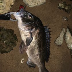 淀川の年無し黒鯛