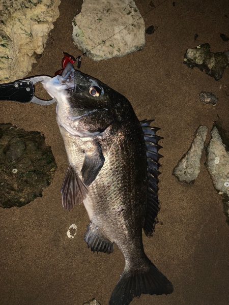 淀川の年無し黒鯛