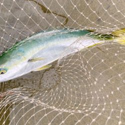 小規模なハマチの群れが回遊してる感じにゃ！