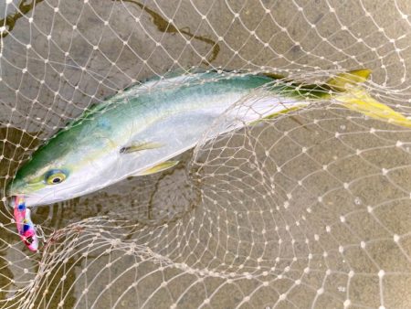 小規模なハマチの群れが回遊してる感じにゃ！